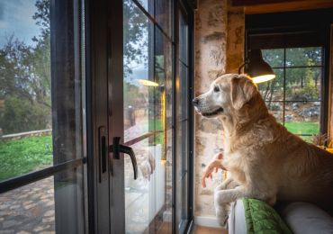 Casas pet-friendly